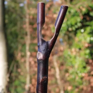 bâton de marche, canne-tige, marron foncé